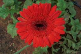 full bloom stage of gerbera